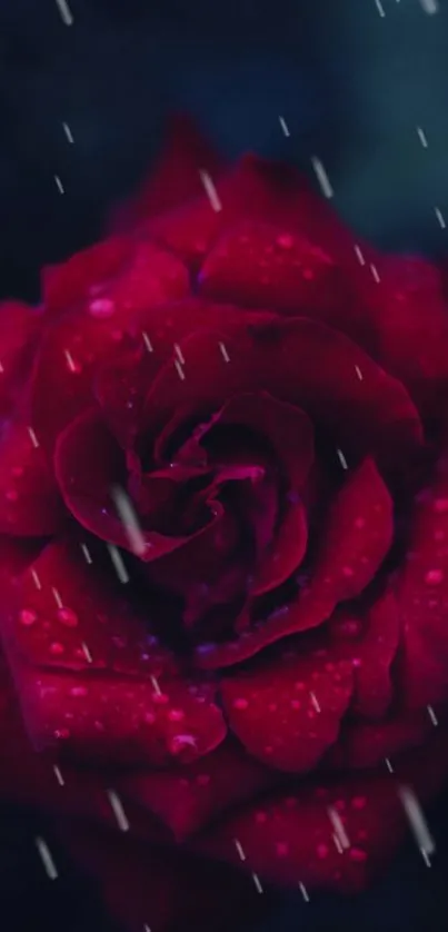 Deep red rose close-up with dewdrops for a stunning phone wallpaper.