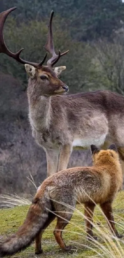 Deer and fox in a peaceful natural setting with earthy tones.