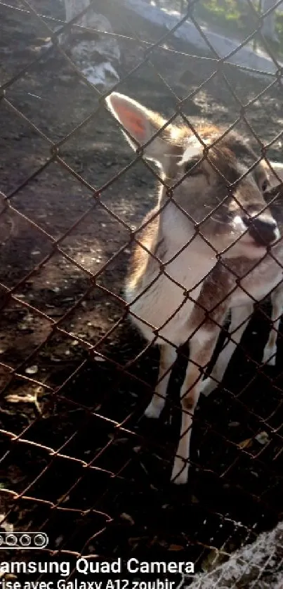 Cute deer standing calmly behind a fence in a natural setting.