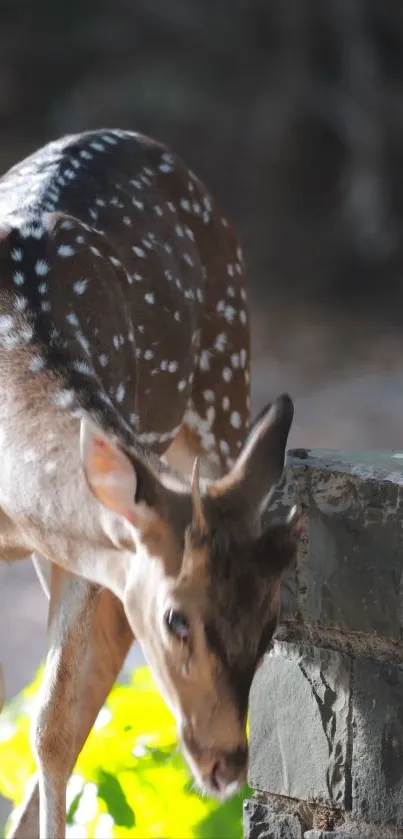 Spotted deer standing by a stone wall in natural sunlight.