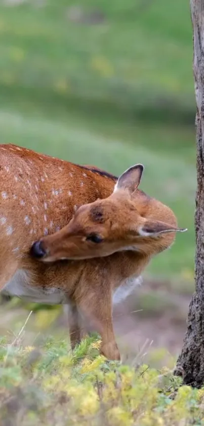 Deer grazing peacefully in a green meadow.