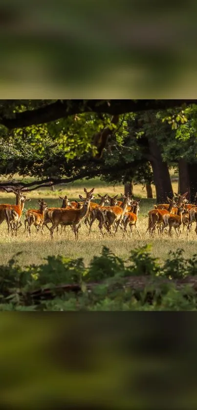 A herd of deer standing in a sunlit forest glade.