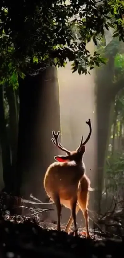 Majestic deer in sunlit forest scenery on mobile wallpaper.