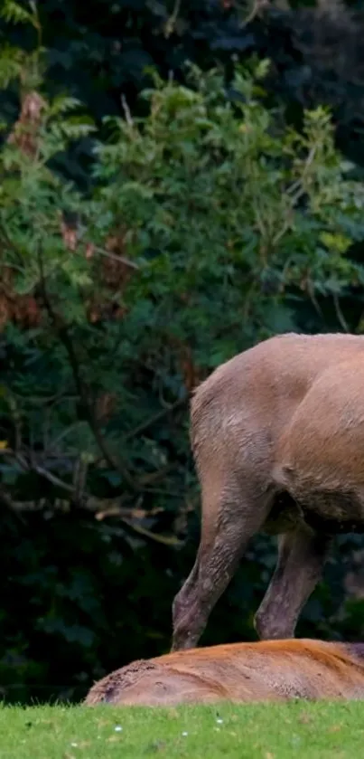 Deer standing in a lush green forest background wallpaper.