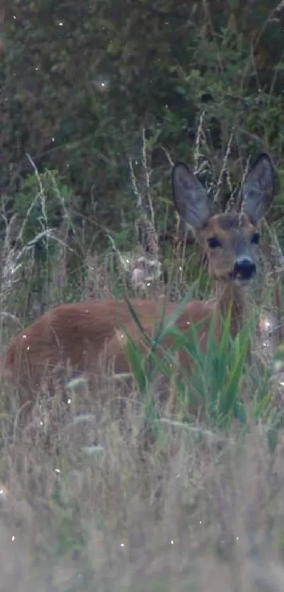 A deer standing in a lush green forest.