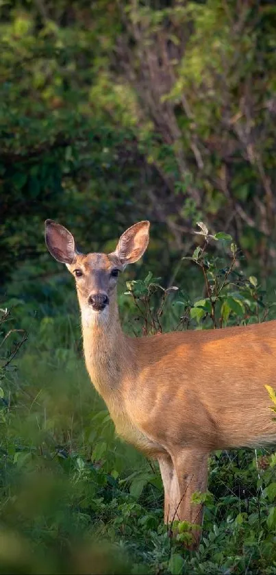 Deer standing gracefully in a lush forest setting.