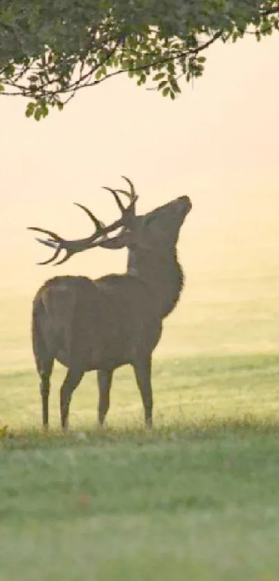 Majestic deer stands under shady tree in a serene, sunlit morning landscape.