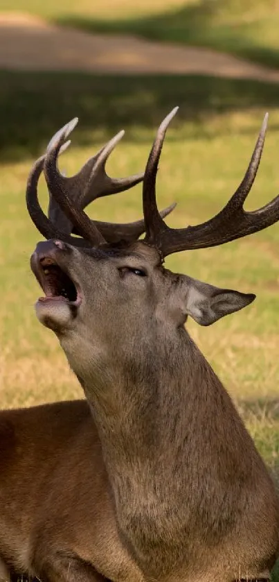Majestic deer resting on sunlit grassland.