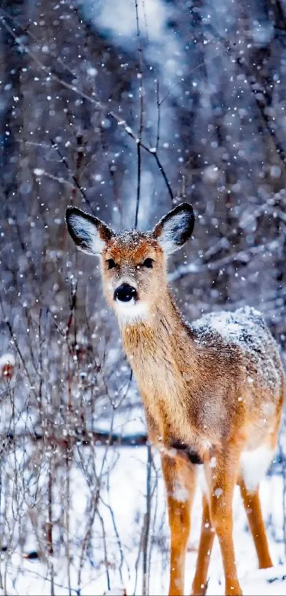 Deer standing amidst snow-dusted forest landscape.