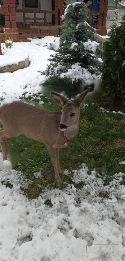 A deer stands in a snowy garden surrounded by greenery.