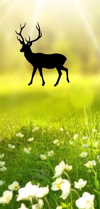 Deer silhouette on sunny meadow background.