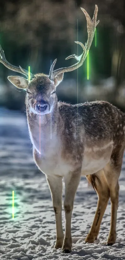 Deer Natural Environment Branch Live Wallpaper