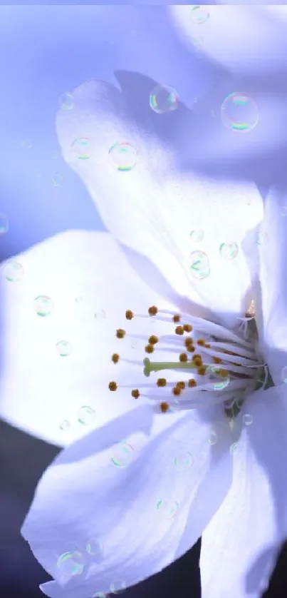 Delicate white blossom with water drops on a serene blue background.