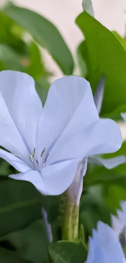 Close-up of a light blue flower with green leaves background.