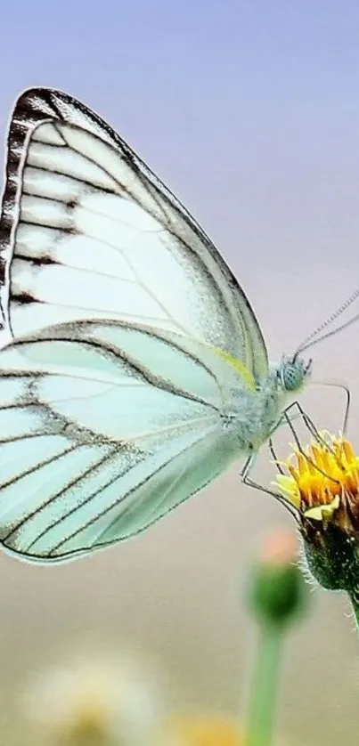 Butterfly resting on a vibrant yellow flower.