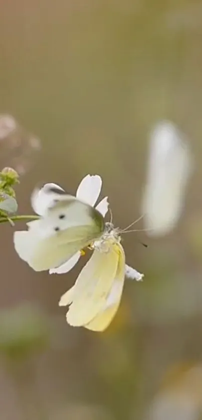 Delicate butterfly resting on a flower with soft, muted background tones.