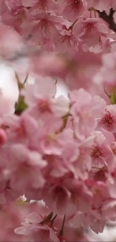 Soft pink cherry blossom mobile wallpaper.