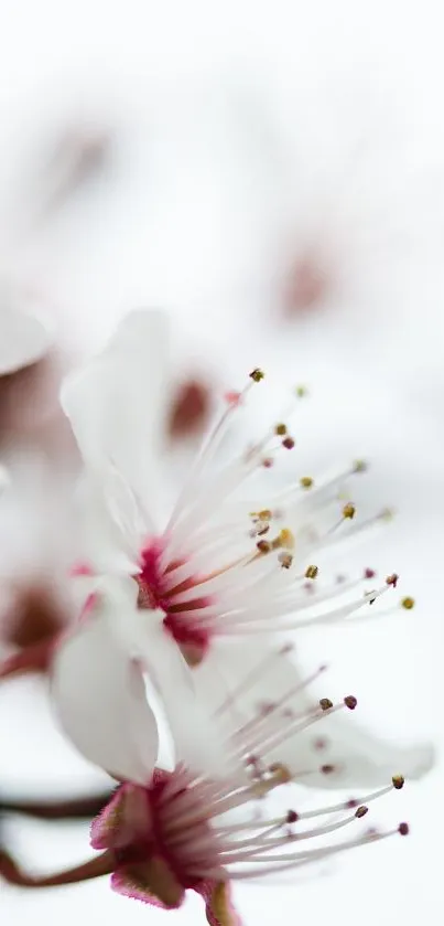 Close-up of cherry blossoms with soft white petals on a gentle background.