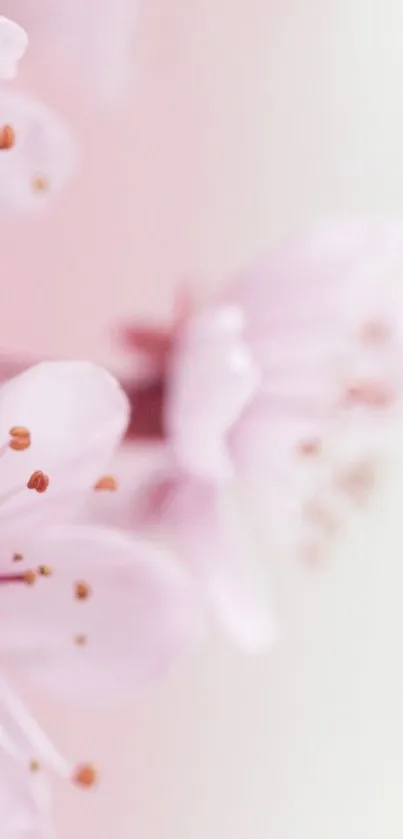 Delicate cherry blossom branch with soft pink petals against a blurred background.