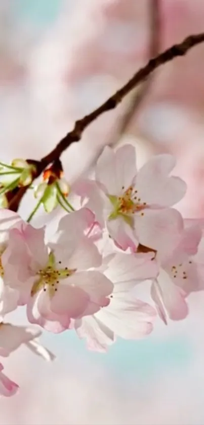 Cherry blossom branch with pink flowers.