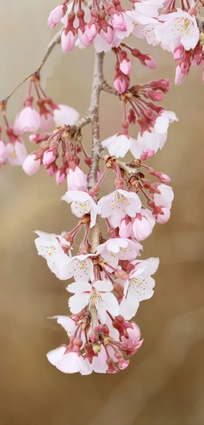 Close-up of cherry blossoms on beige background.