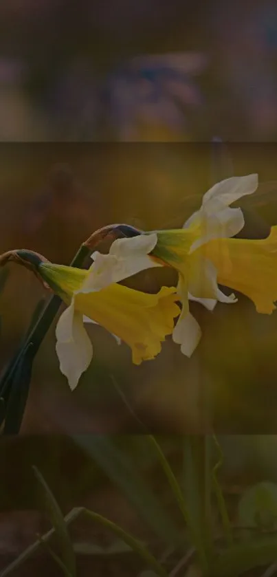 Close-up of two daffodils with blurred background in calming tones.