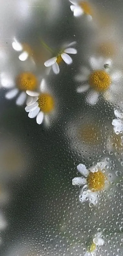 Daisies seen through frosted glass with dew drops.