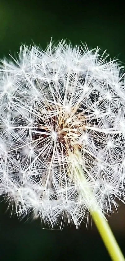 Close-up of a delicate dandelion with a green background.