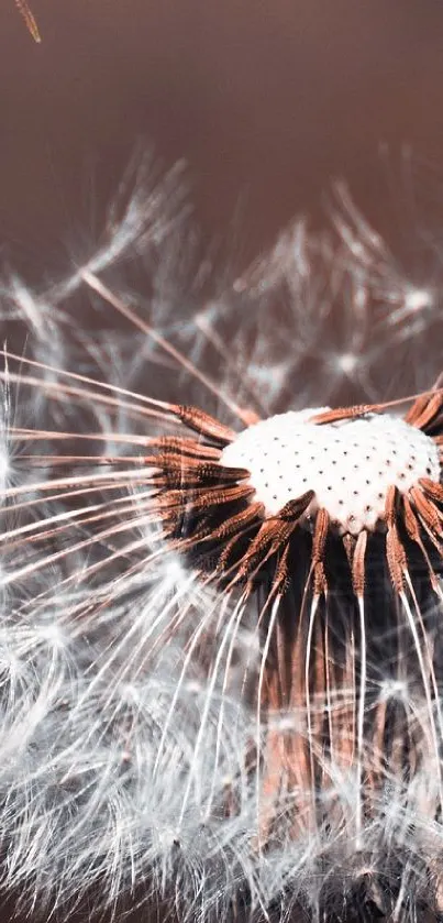 Close-up of a delicate dandelion on a brown background.