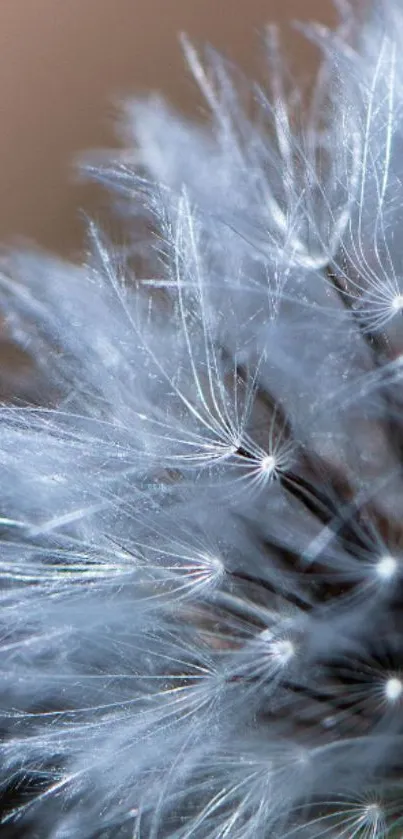 Close-up of a dandelion with white fluffy seeds on a natural background.