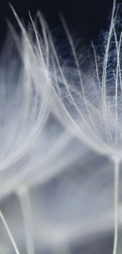 Close-up of delicate dandelion seeds with a soft gray background.