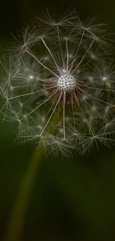 Close-up image of a dandelion with seeds against a dark green background.