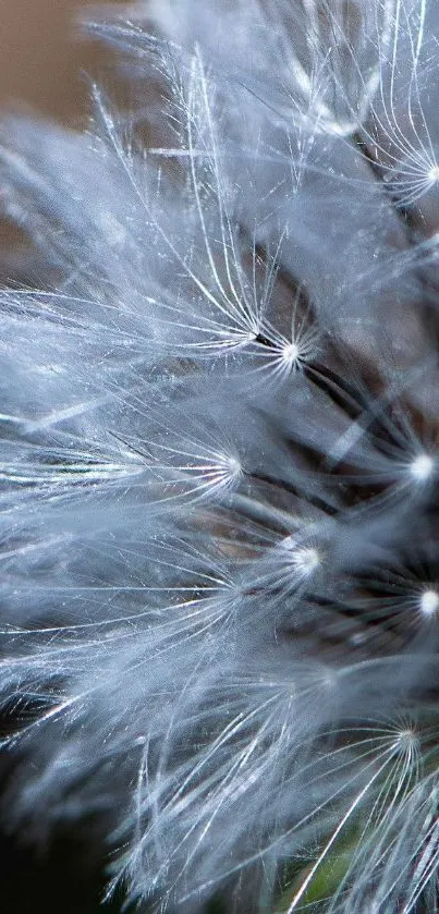 Close-up of a dandelion seed head with delicate, white strands.