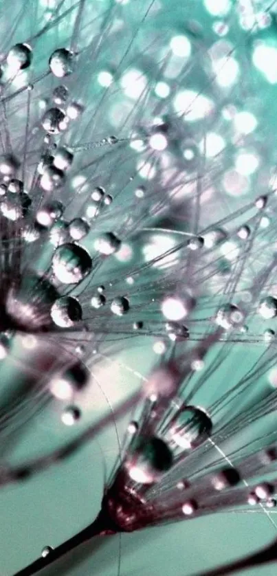 Close-up of dandelion with dewdrops against a serene teal background.