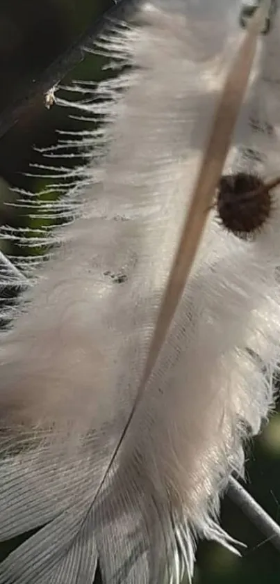 Close-up of a delicate white feather against a natural background.