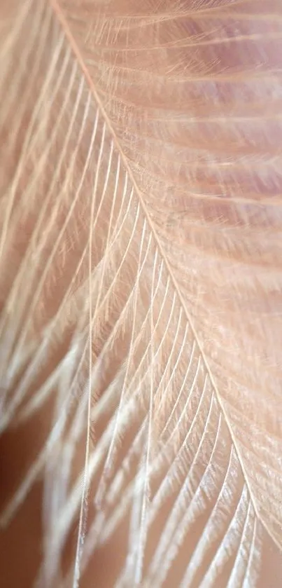 Close-up of a delicate feather in soft pastel hues.