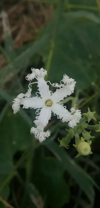 A delicate white flower with detailed petals on a green leafy background.