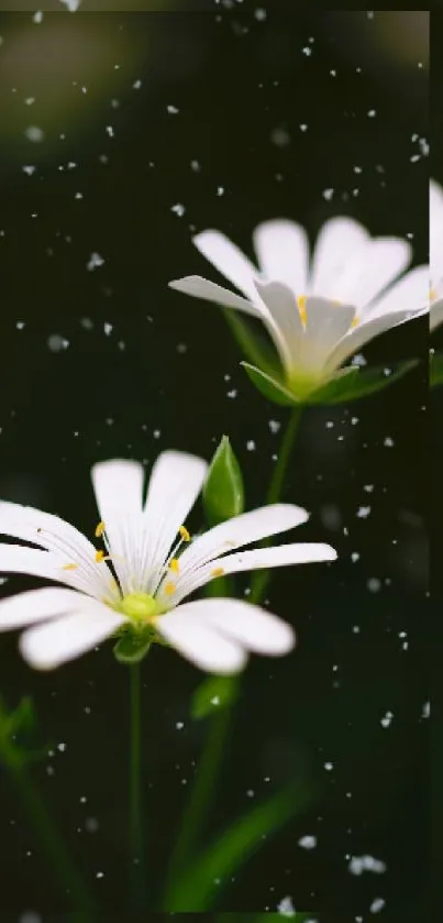 White flowers with dark background and scattered light particles.