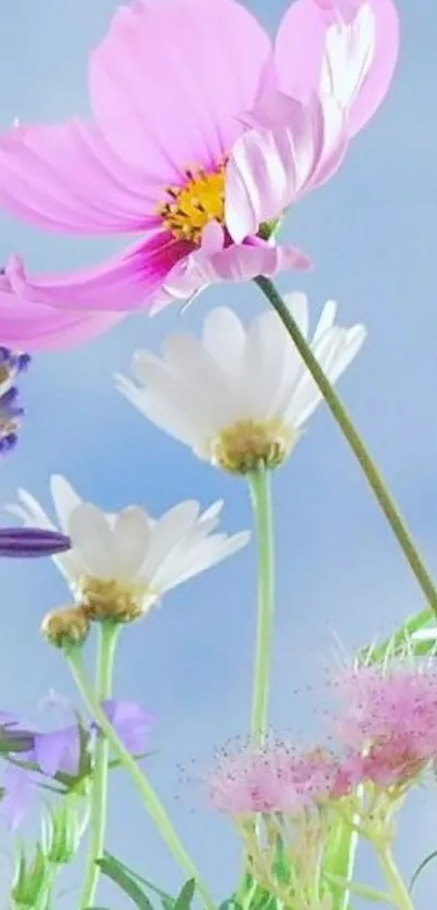 Soft pink and white flowers under a blue sky, creating a serene wallpaper.