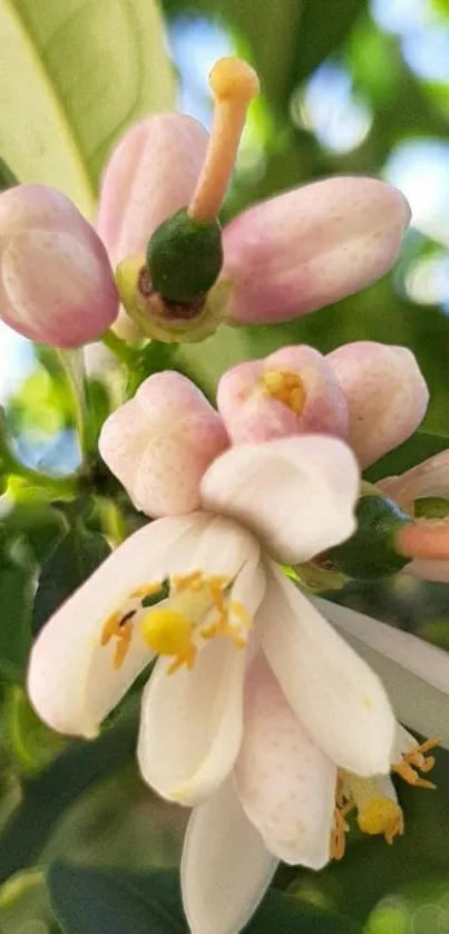 Close-up of pink and white flower blooms on green foliage.