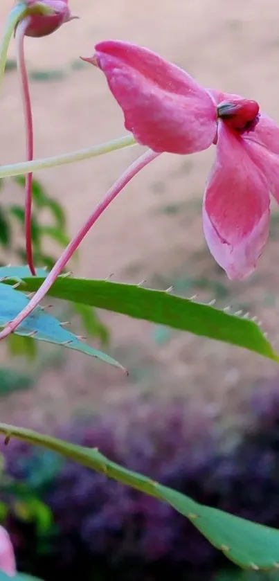 Delicate pink flower with leaves on a natural background.