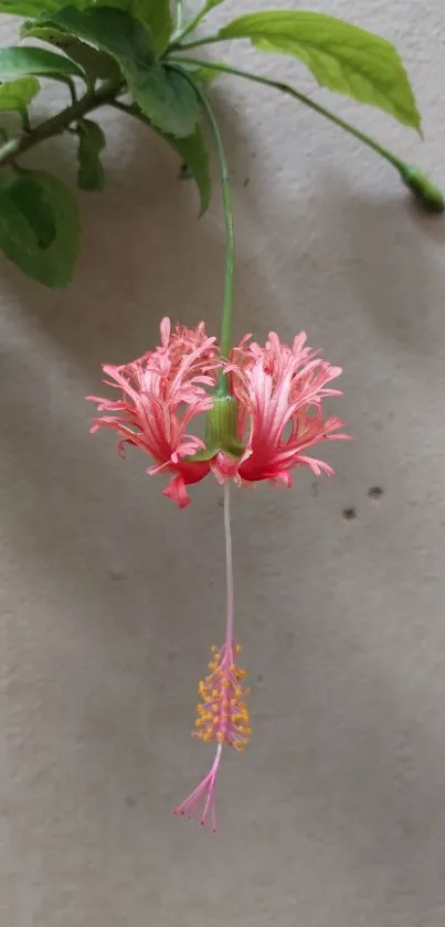 Pink hibiscus flower with green leaves on a light background.