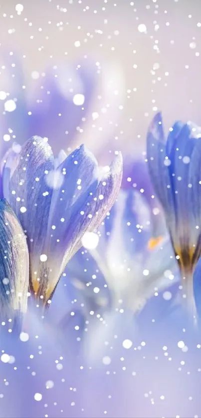 Close-up of lavender crocus flowers in bloom, creating a serene and calming scene.