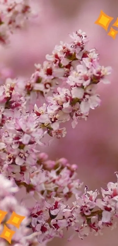 Delicate pink blossoms with soft petals on a mobile wallpaper.