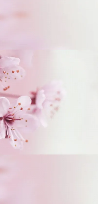 Delicate pink blossom mobile wallpaper with a soft light pink background.