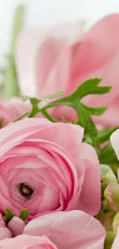 Delicate pink blossoms with lush green leaves.