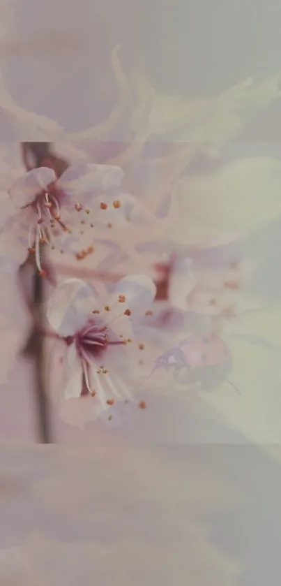 Mobile wallpaper featuring pink cherry blossoms with a ladybug.