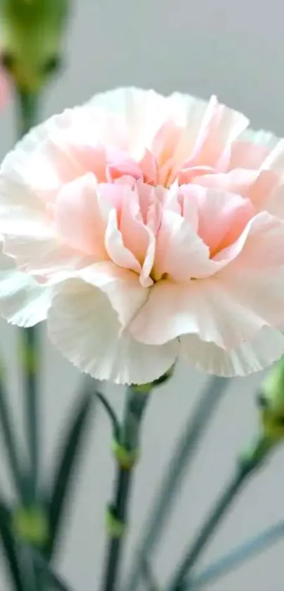 Delicate pink carnation blossom against a soft background.