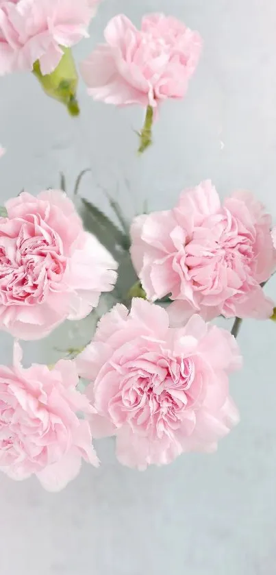 Mobile wallpaper of delicate pink carnations against a soft background.