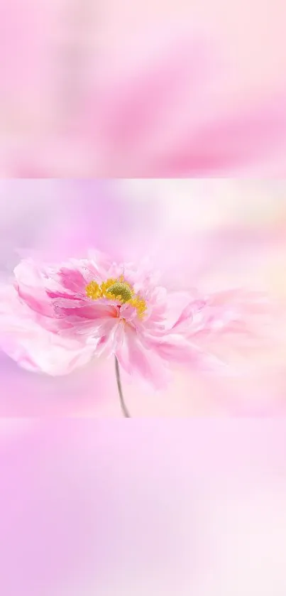 Delicate pink flower in soft focus with pastel background.